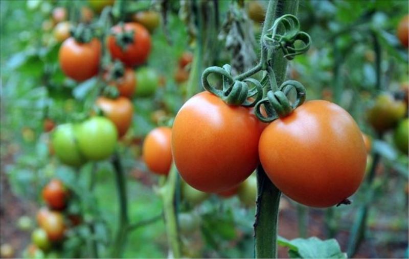 Rusya’dan 2 Türk şirketine daha domates ithalatı izni 