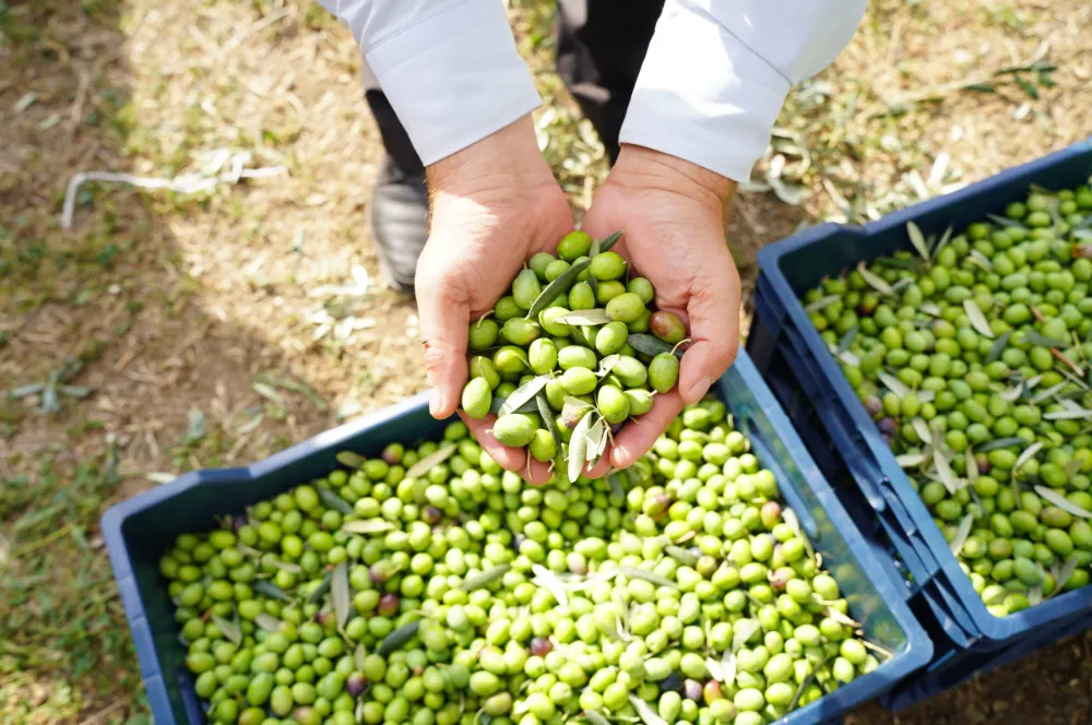  Orhangazi, 46. Zeytin Festivali’ne Hazırlanıyor!