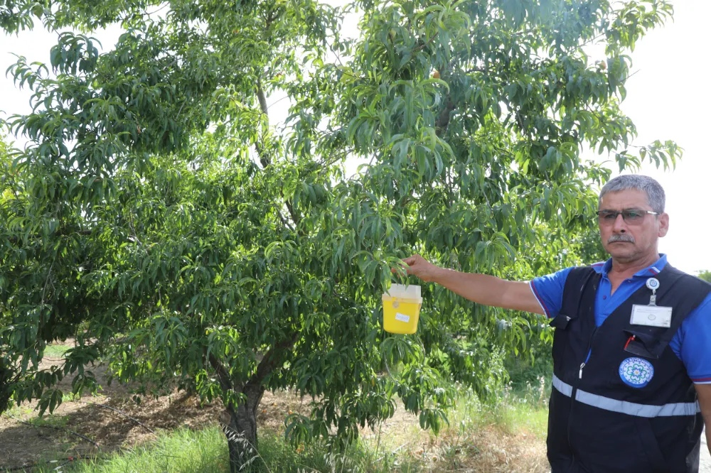 Muğla Büyükşehir’den Akdeniz Meyve Sineği’ne Tuzak