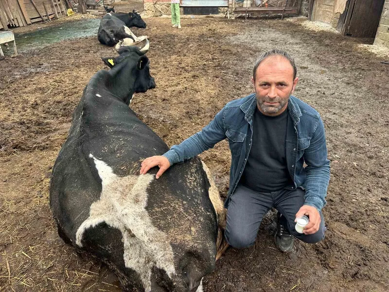 Şap vurdu: 35 litre süt veren sığırdan bir çay bardağı süt almaya başladı
