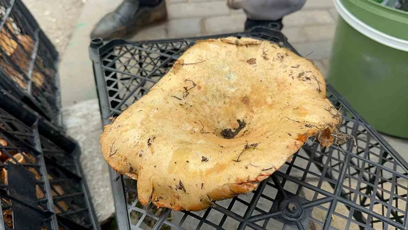 Yağmur yağdı, fiyatı 300 liradan 100 liraya düştü
