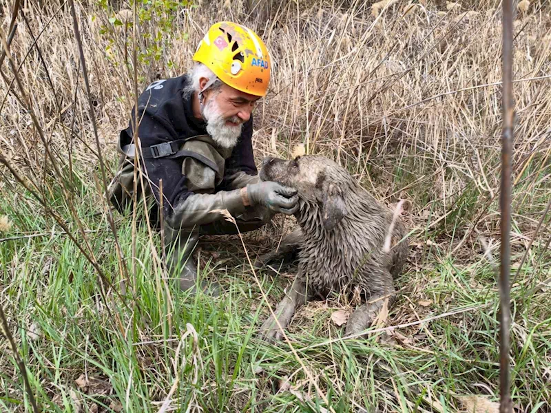 Su dolu kuyuya düşen köpek kurtarıldı
