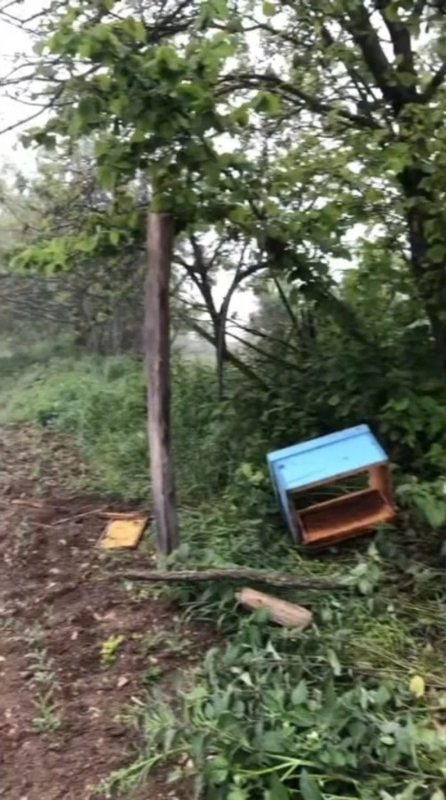 Sinop’ta aç kalan ayı, arı kovanlarına saldırdı
