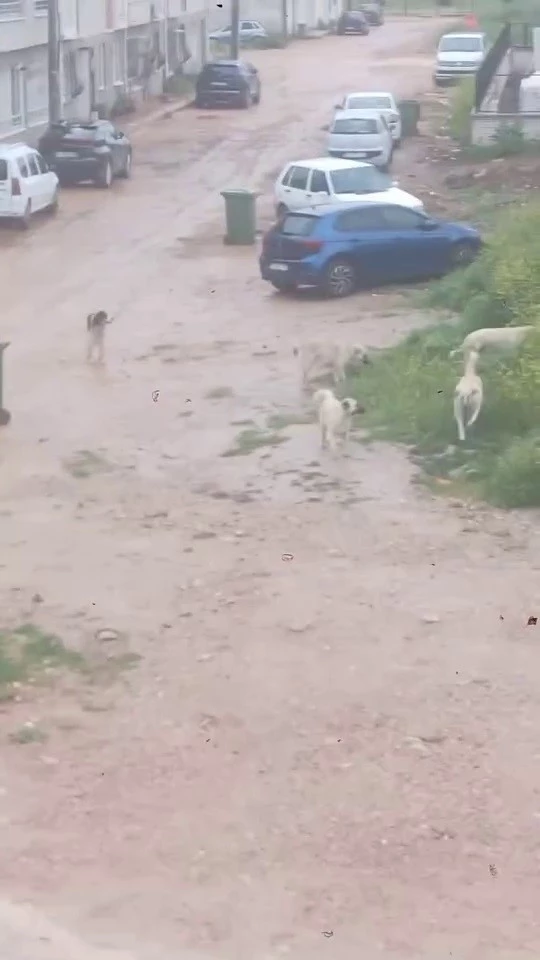 Başıboş köpek sürücü çocuğu kovaladı: O anlar kamerada
