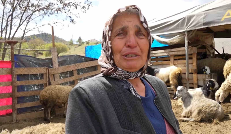 Sürüsünü kurtlara kaptıran kadın gözyaşlarını tutamadı: 