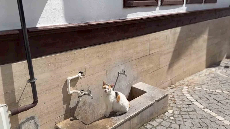 Amasya’da kediler susuzluktan cami çeşmelerinin önünde bekliyor
