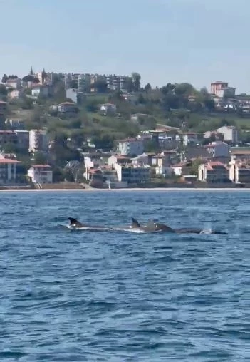 Tekirdağ açıklarında yunus sürüsü görüntülendi
