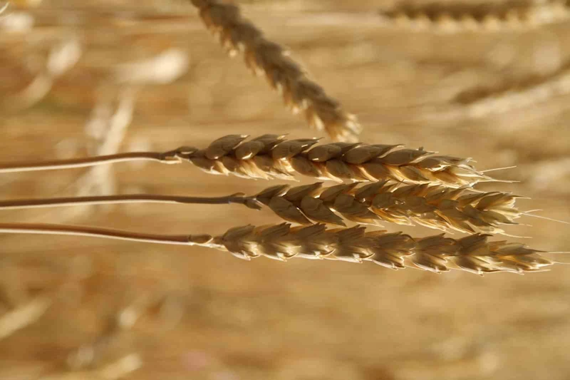 Ekmekçiler makarnacılara göre karlı bir hafta geçirdi
